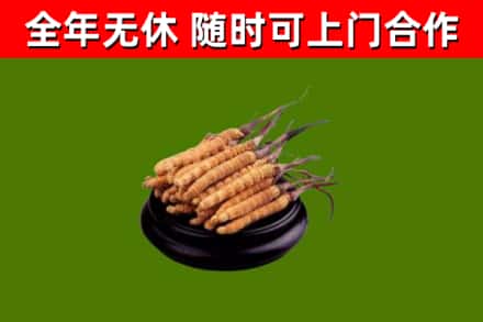 德城区烟酒回收冬虫夏草.jpg
